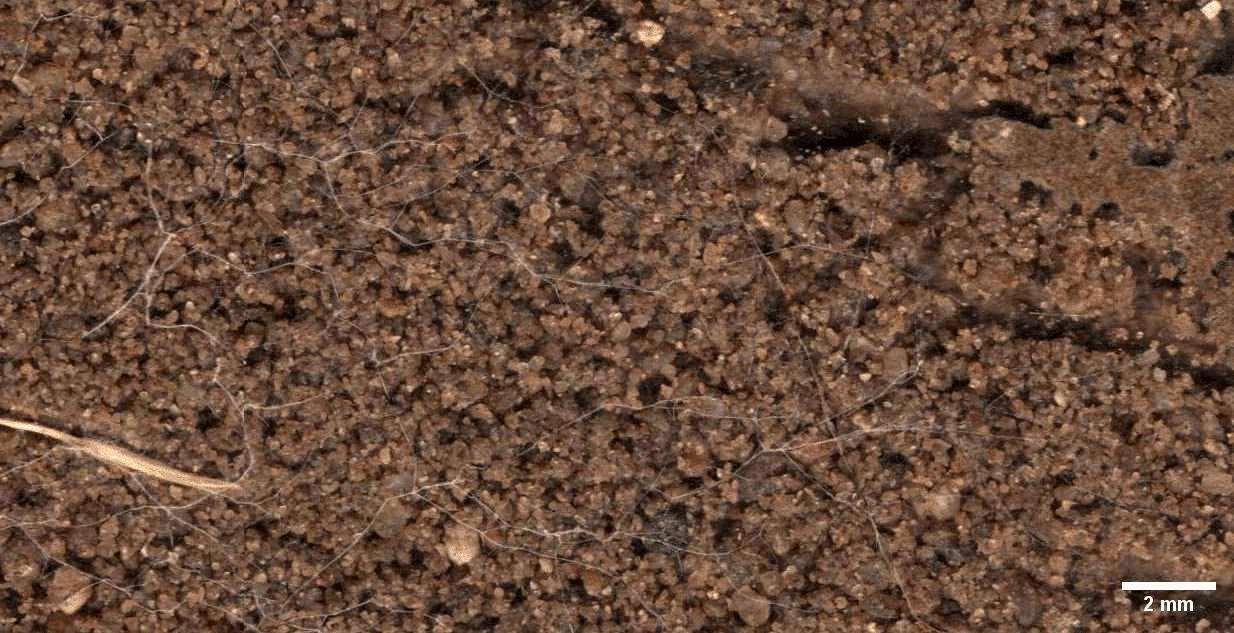 collembola fungi grazing.gif
